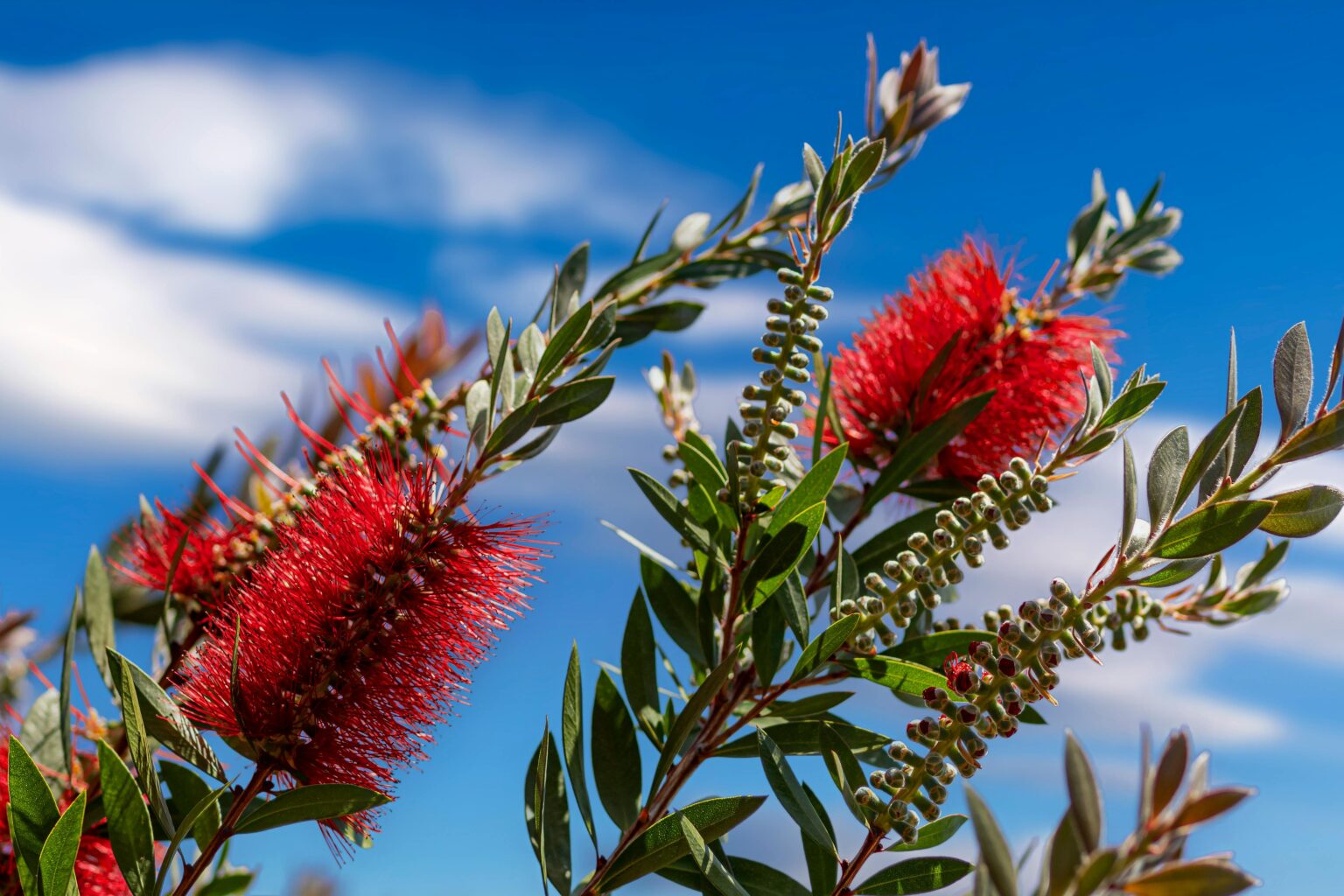 Bottlebrush Tree - The Garden Nerd