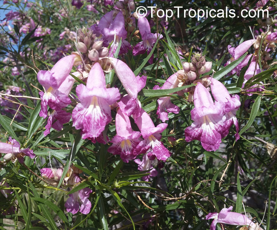 Desert Willow