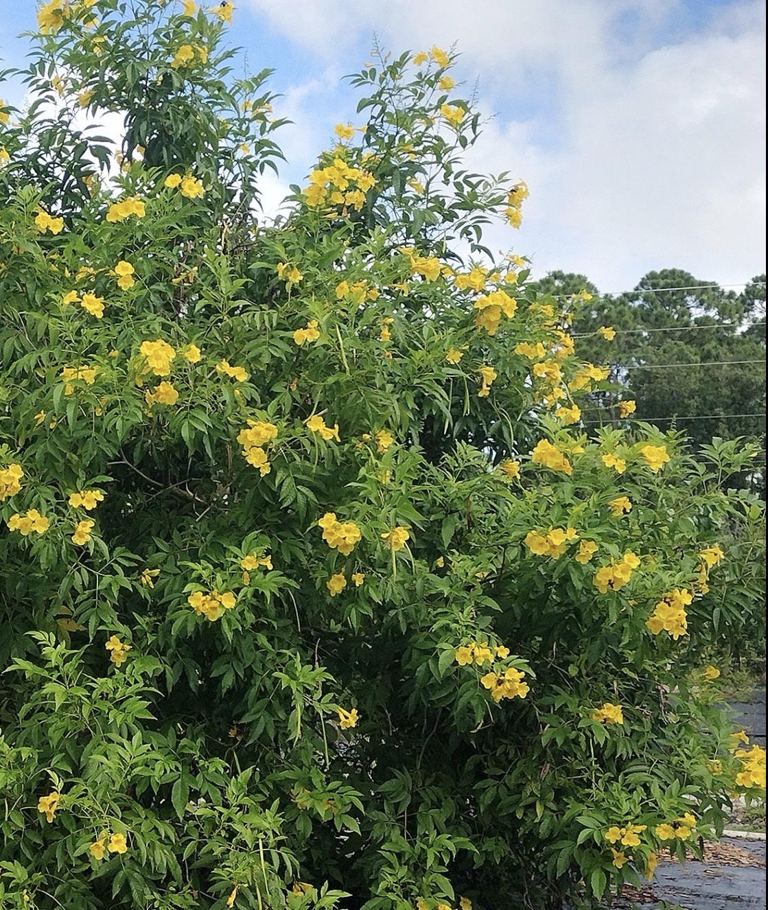 Yellow Bells