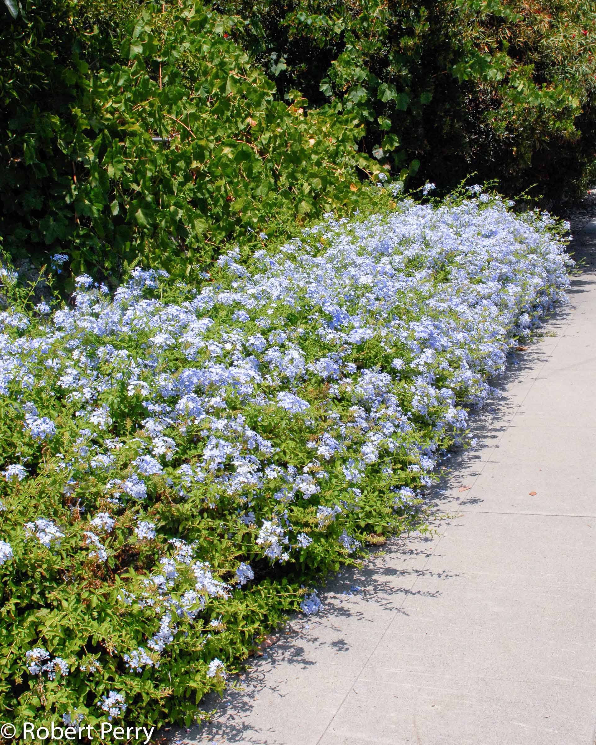 Cape Plumbago
