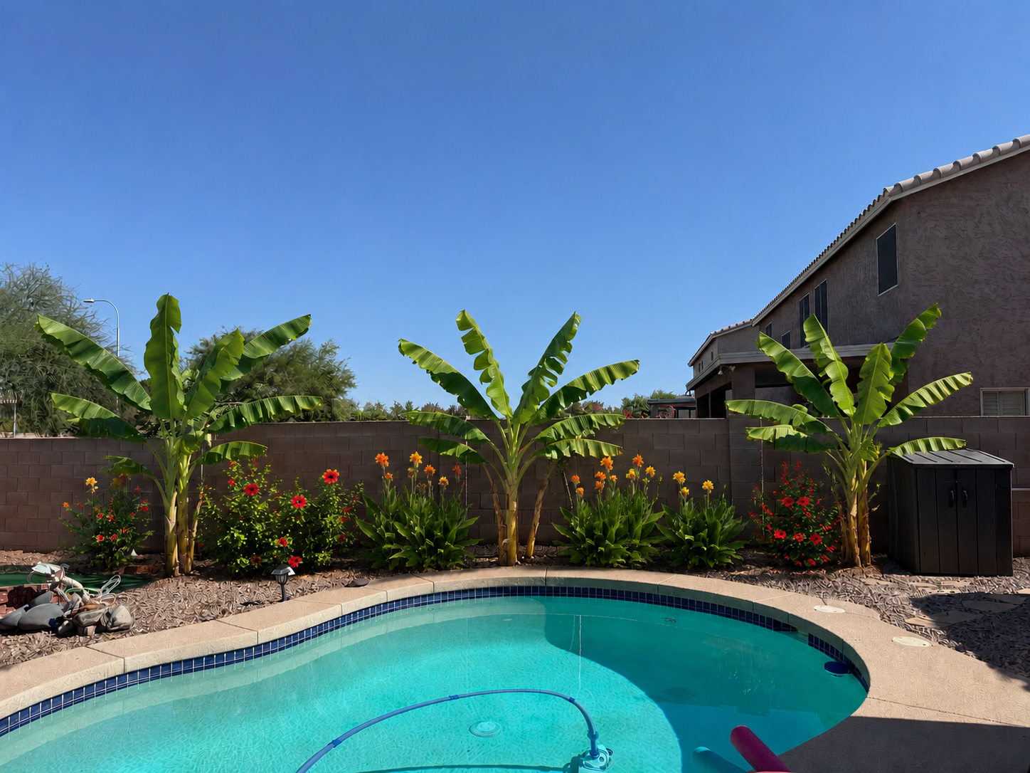 Pool area, after tropical planting visualization