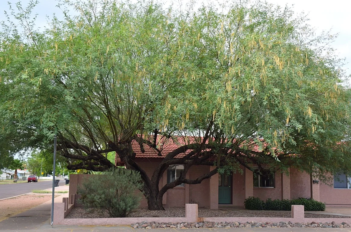 Thornless Mesquite