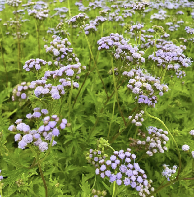 Greggs Mistflower