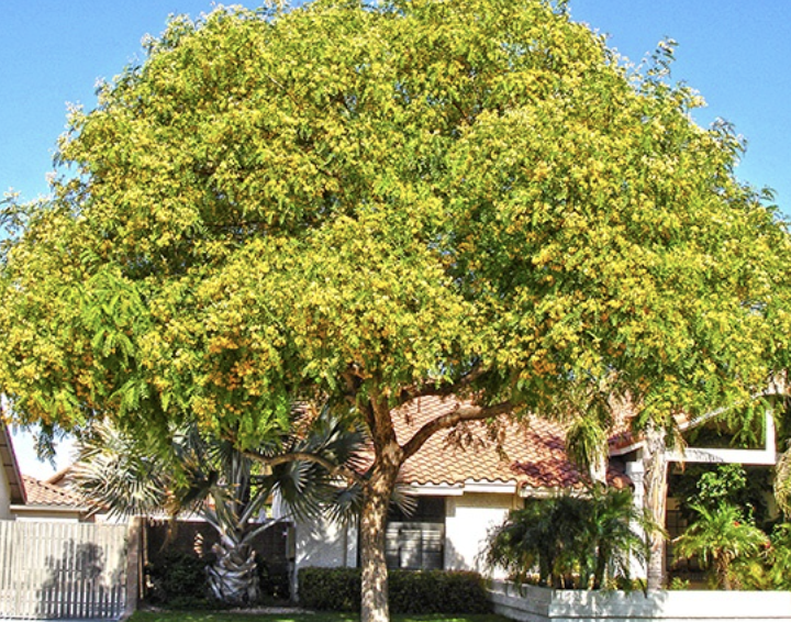 Tipu Tree