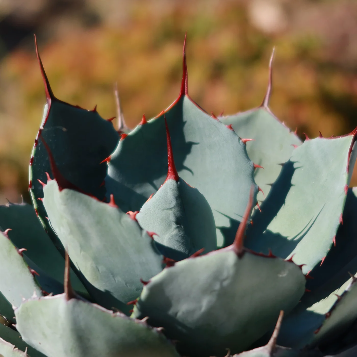 Agave