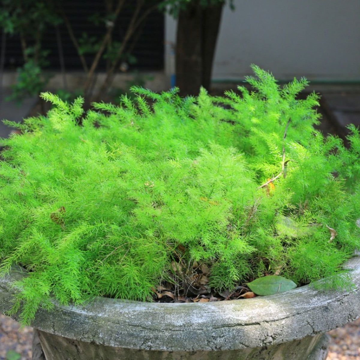 Asparagus Fern