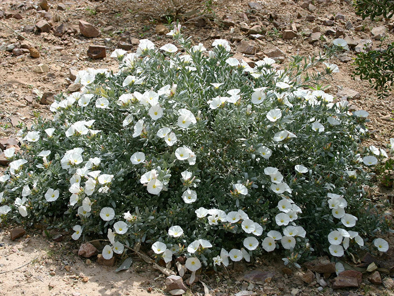 Bush Morning Glory