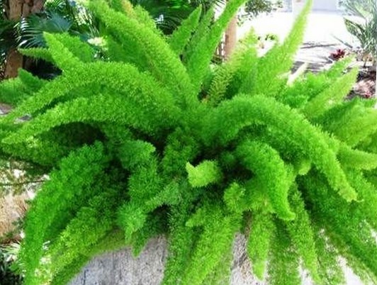 Foxtail Fern