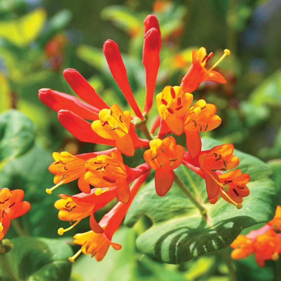 Honeysuckle