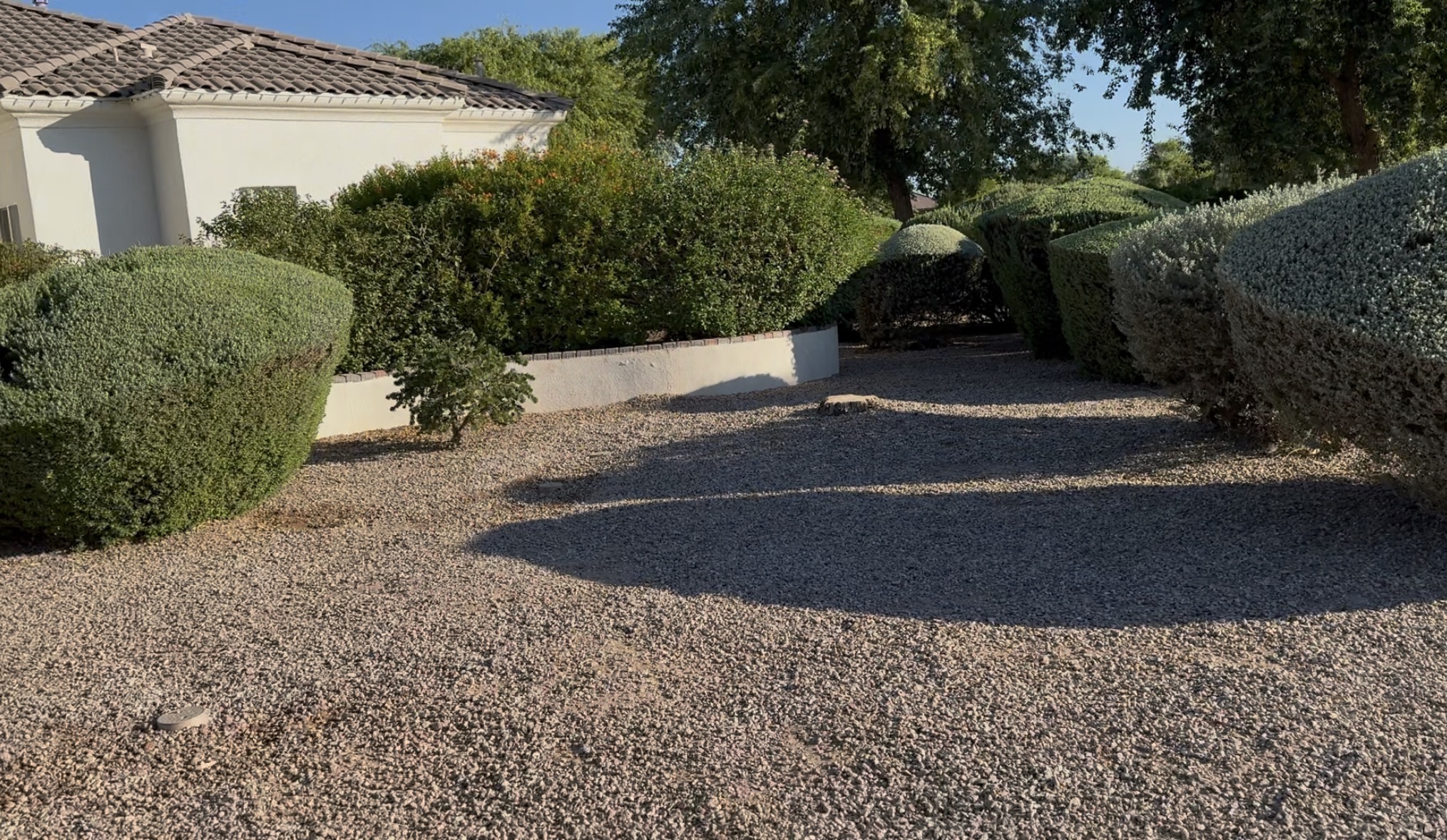 East side yard, gap where a tree used to be