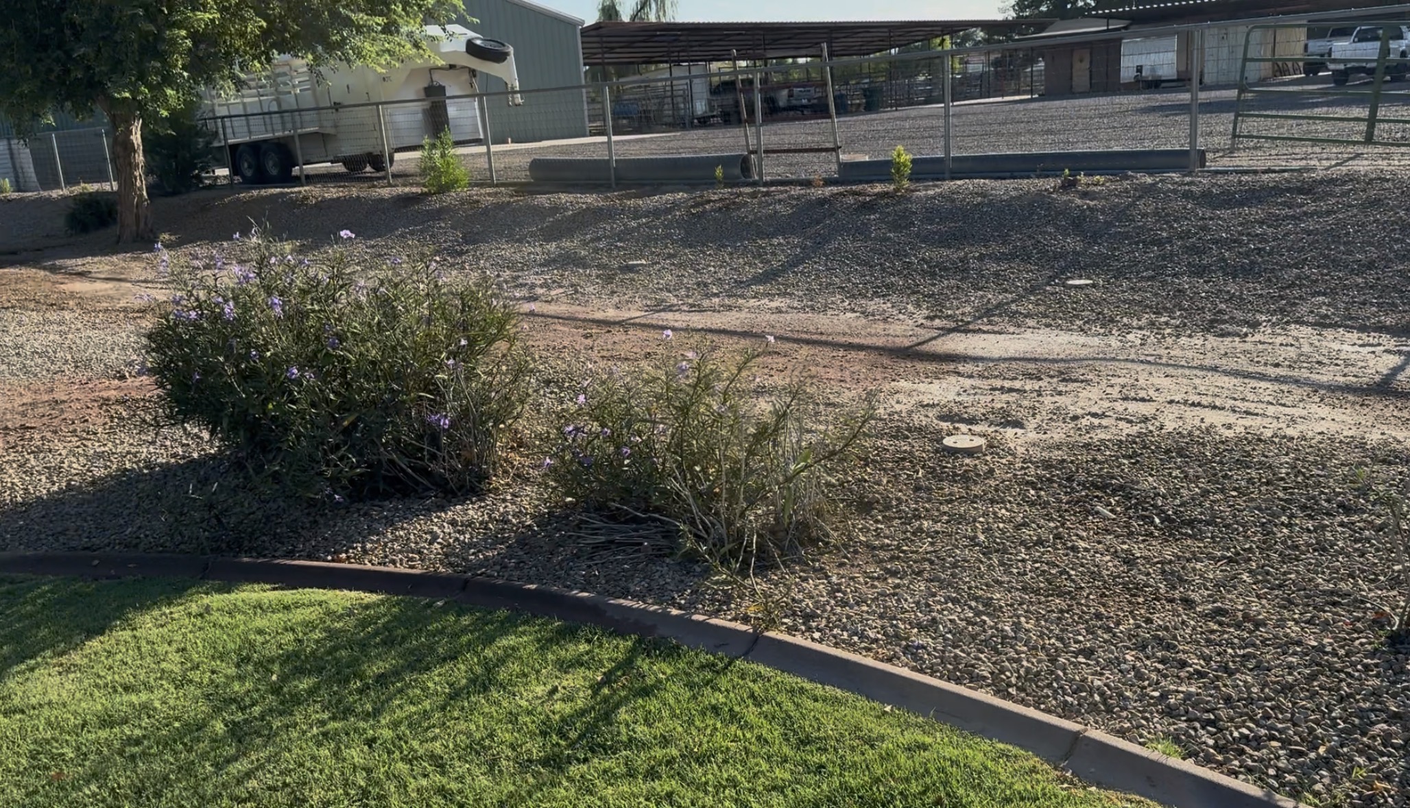 Grass border, gaps where ruellia has died out