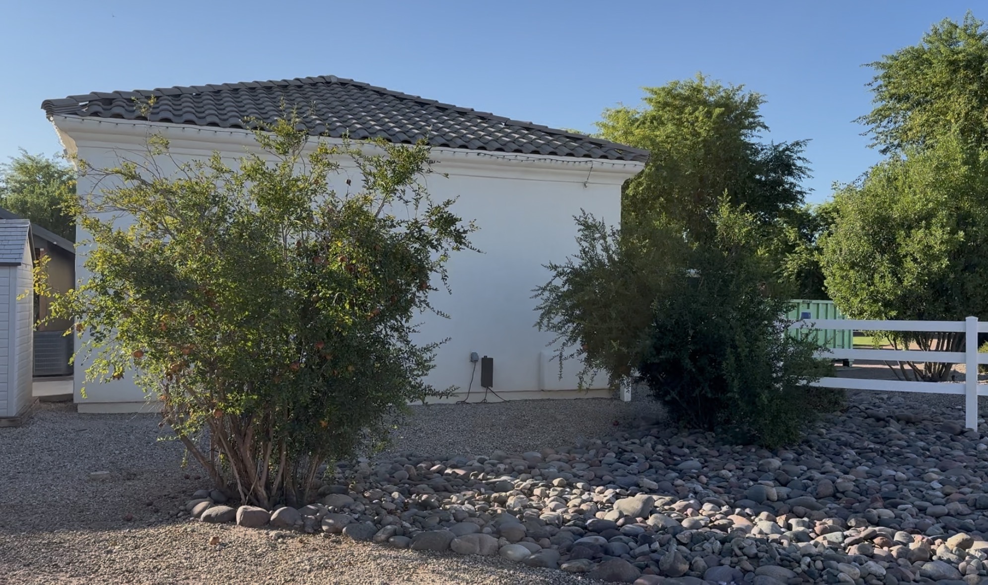 Current pomegranate trees