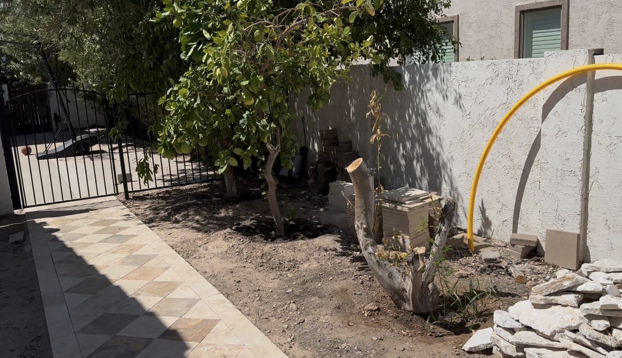 Side backyard, dead citrus