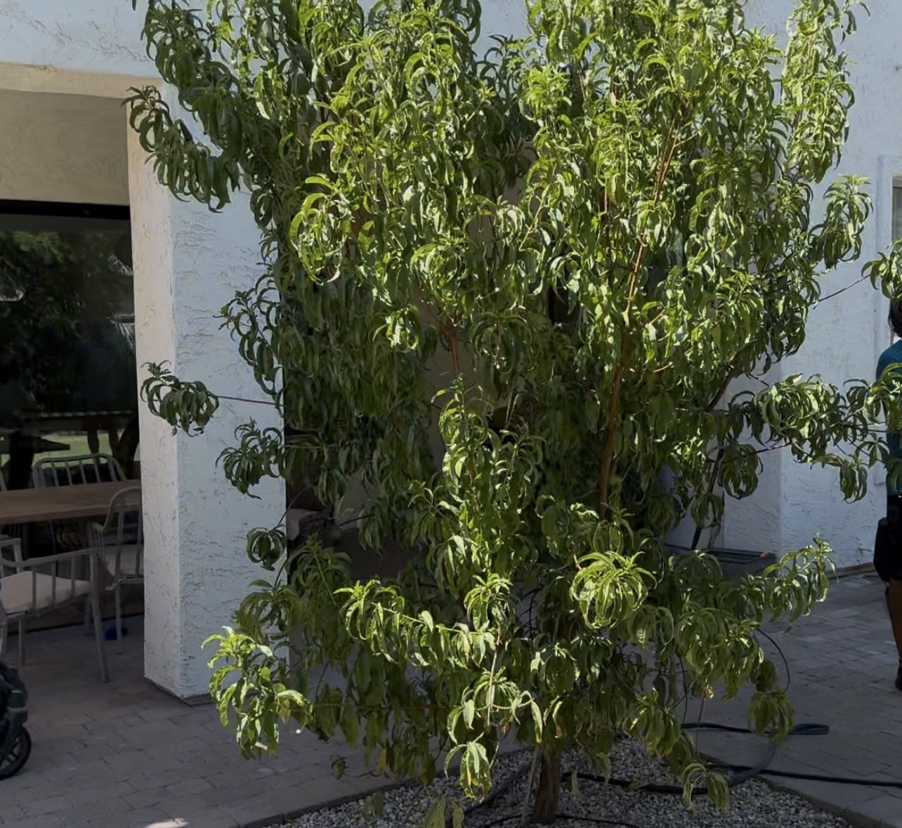 Peach tree