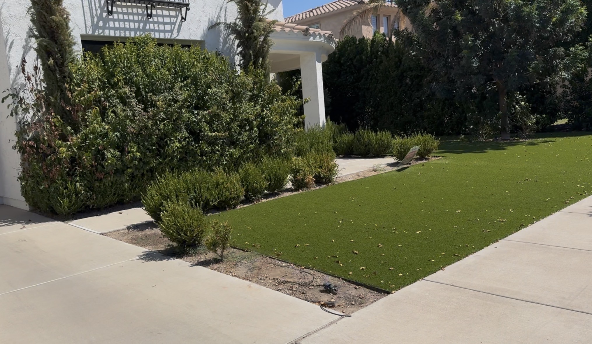 Front walkway, privet gap