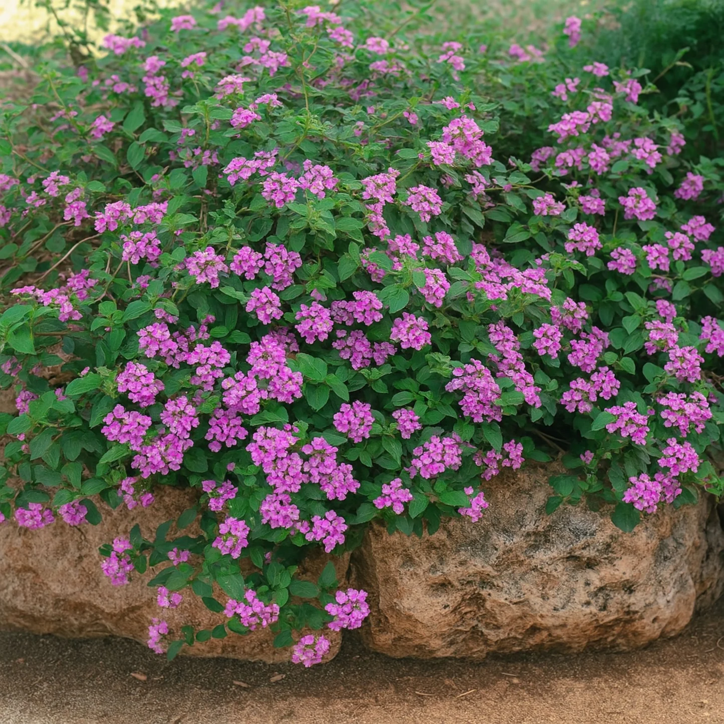 Trailing Lantana