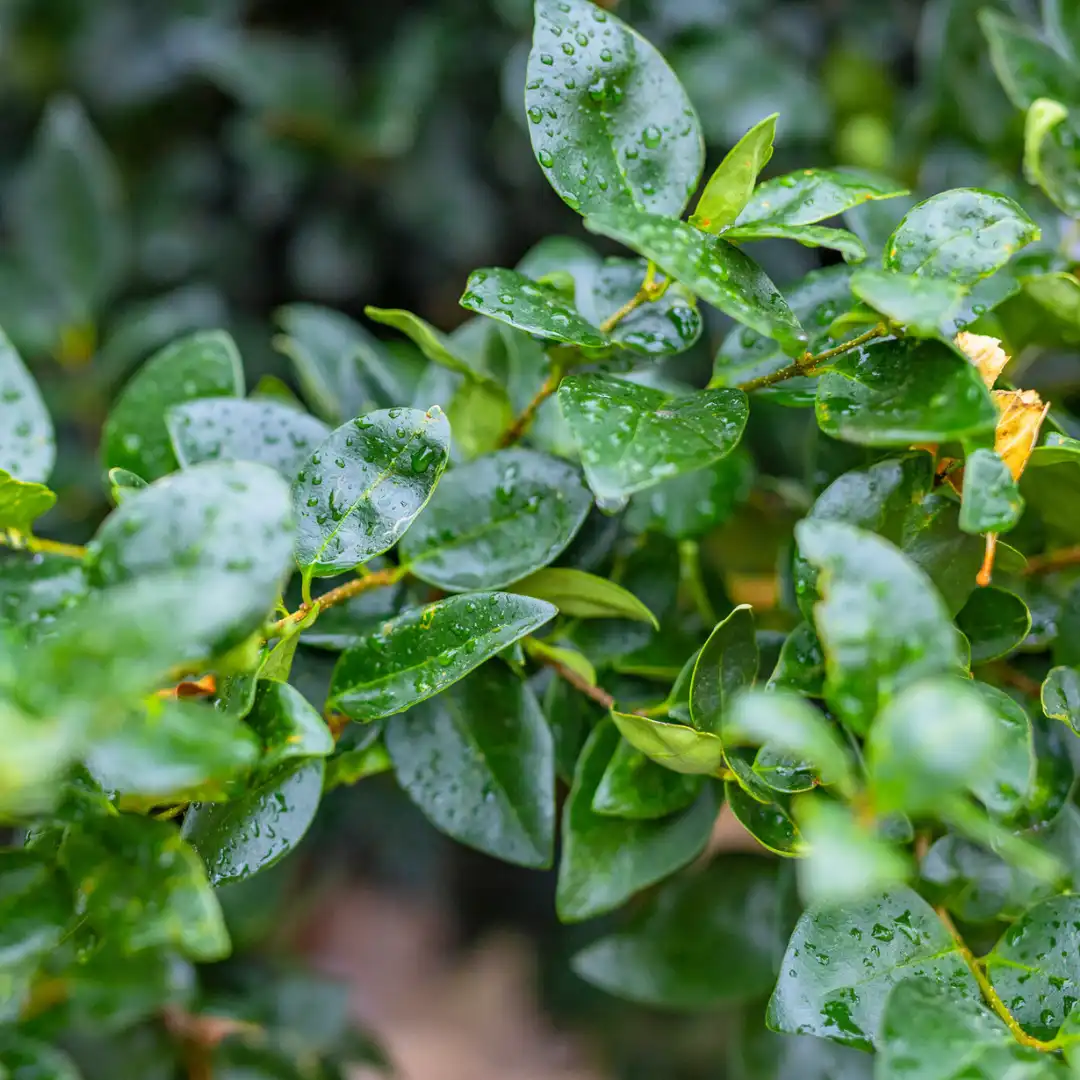 Japanese Privet