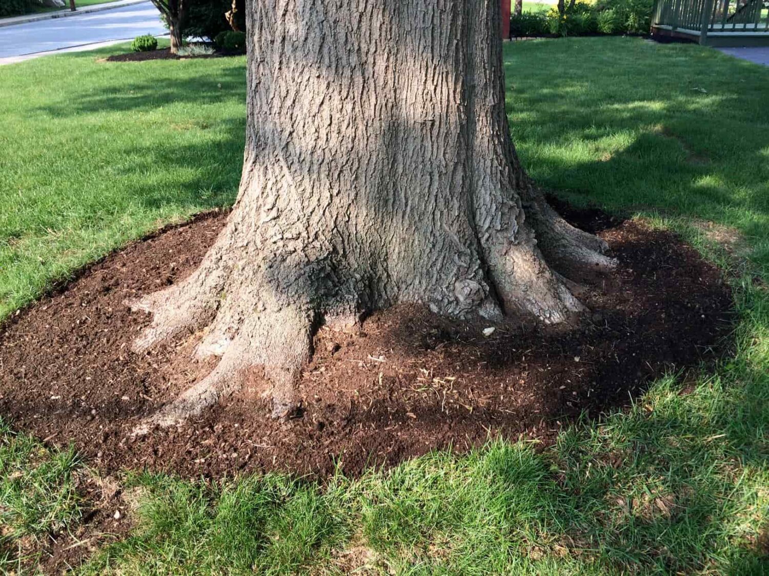 Properly exposed root flare