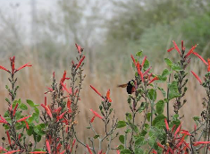Chuparosa