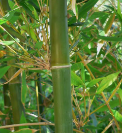 Bambusa Oldhamii