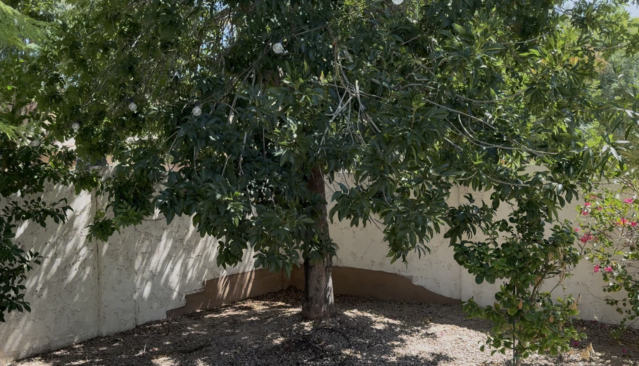 Ash tree, northeast corner