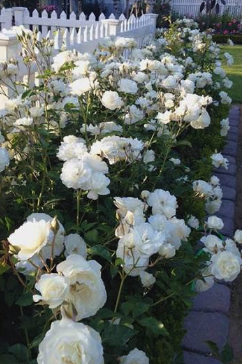 Iceberg Rose